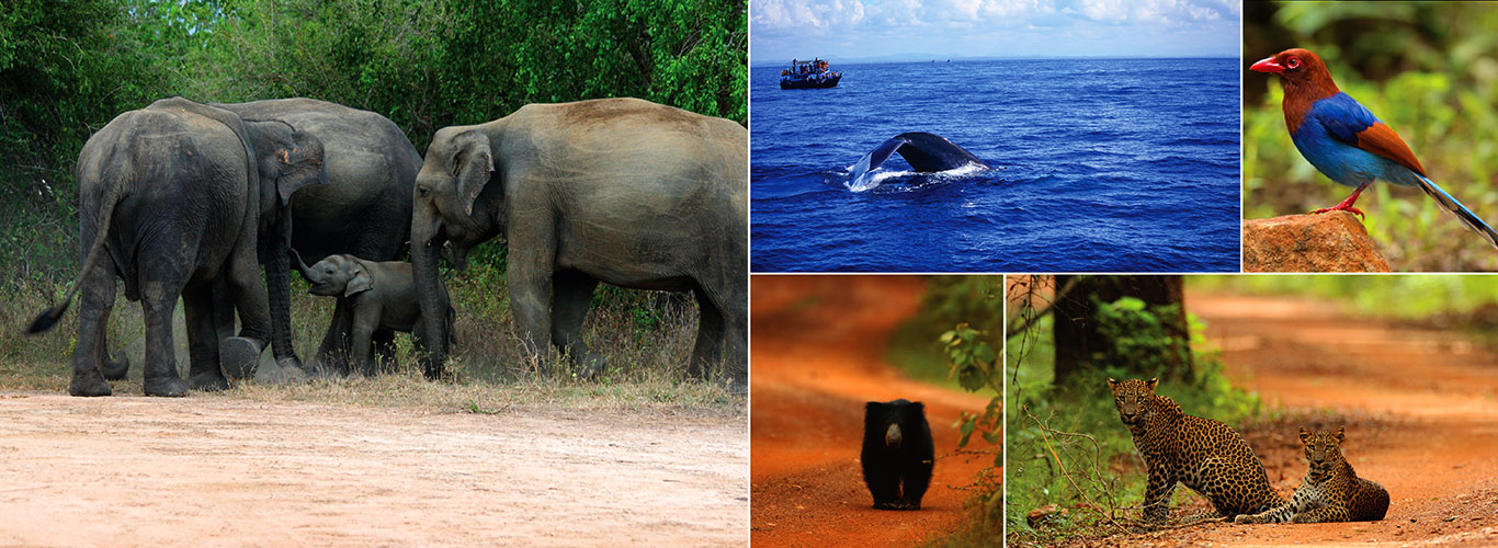 Wildlife Tour