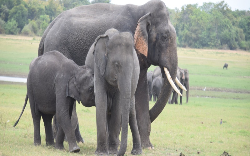 Wildlife Safari