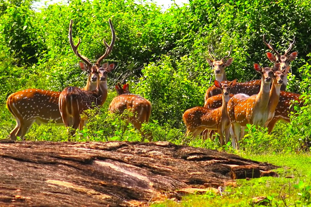 Wilpattu